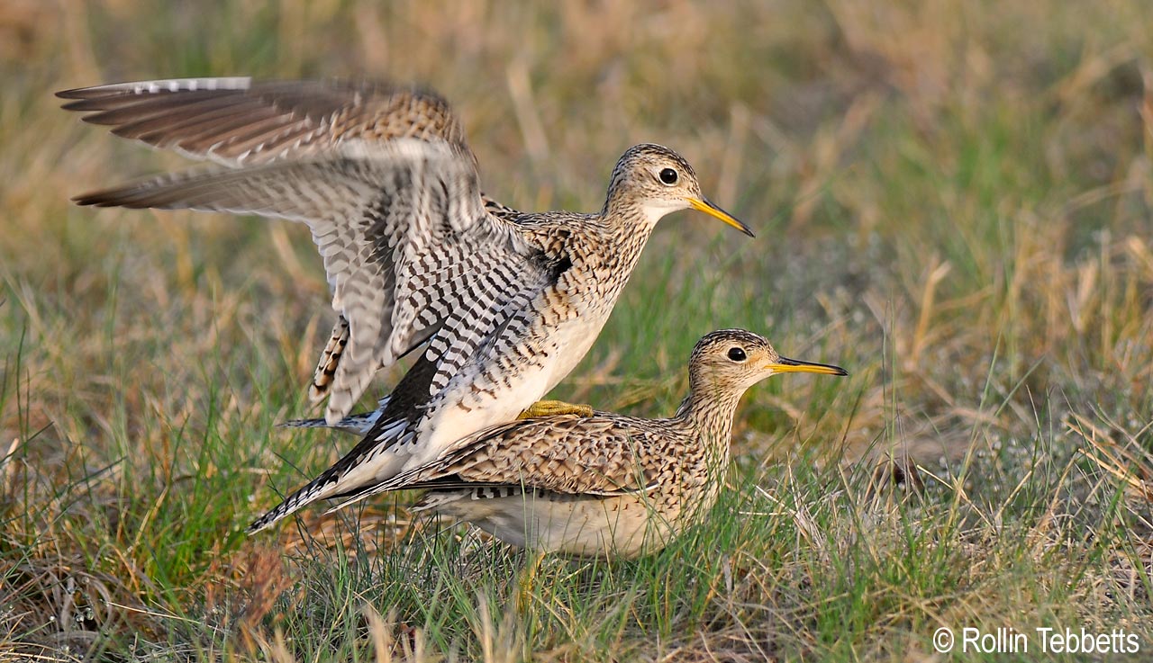 upland-sandpiper-vermont-center-for-ecostudies