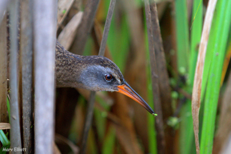 Virginia Rail comes into view in the marsh.
