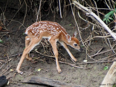 White-tailed Deer fawn photographed and shared on iNaturalist Vermont by Susan Elliott.