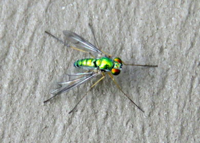 A long-legged fly perches on Jason Hill's deck. / © Jason Hill
