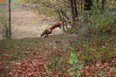 A Red Fox hunting small mammals. © Daron Tansley