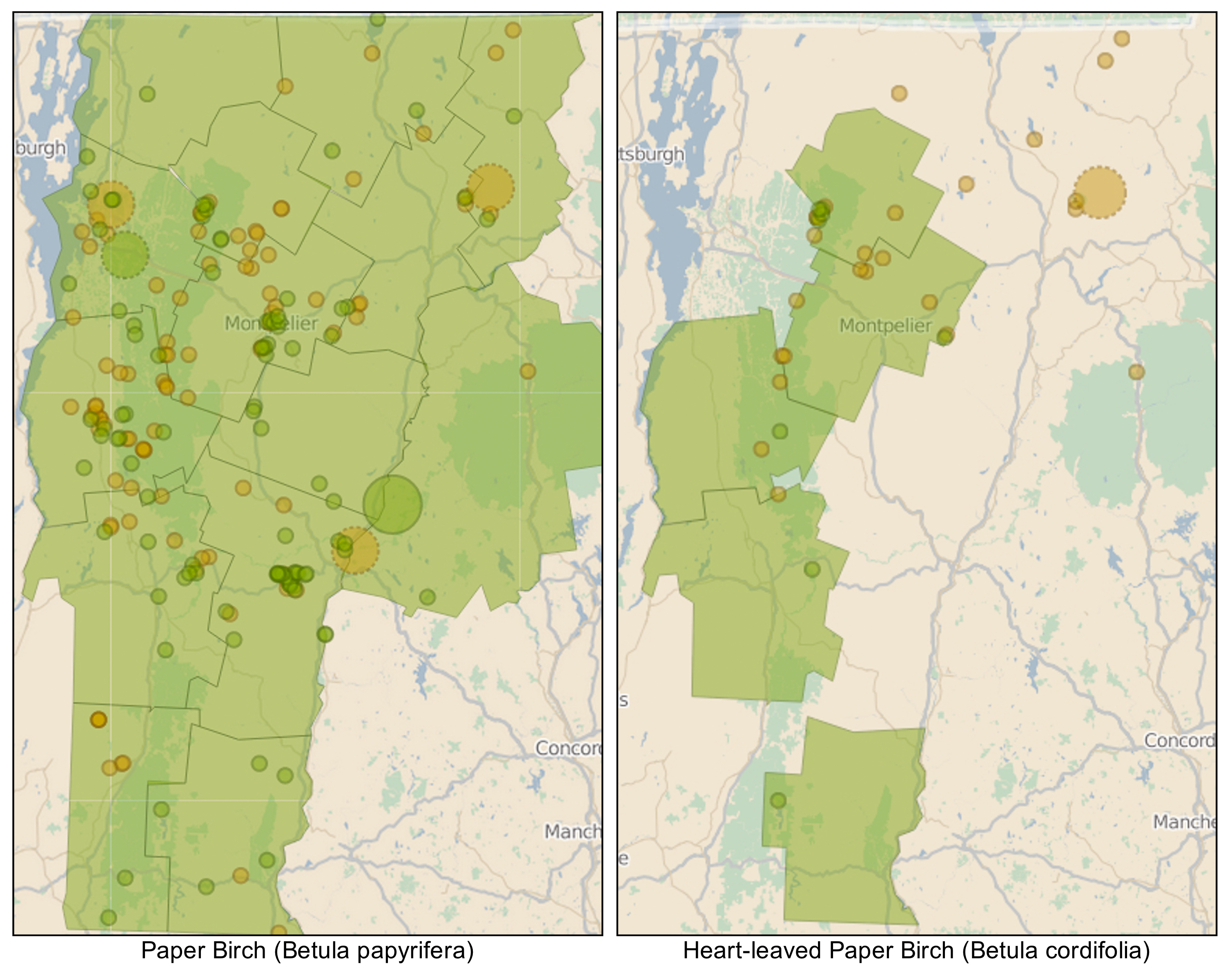 Distribution of paper birch species in Vermont based on data from iNaturalist Vermont.