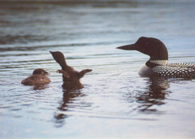Another Record Year for Loons in Vermont