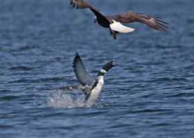 Loon Defending Itself from an Eagle