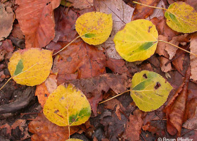 Zombie Leaves