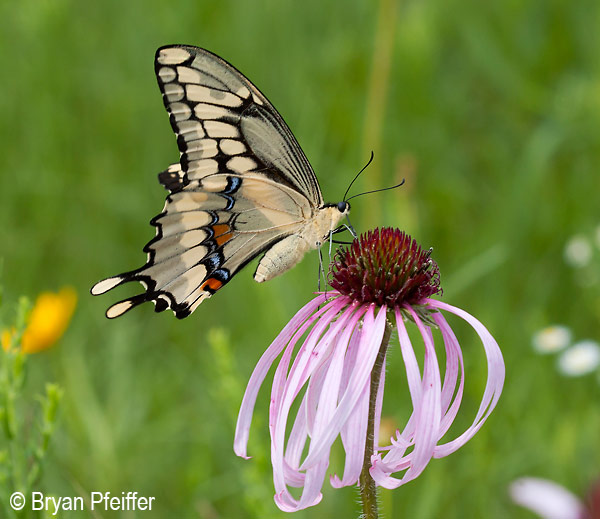 Giant-Swallowtail-(ventral)-©-Bryan-Pfeiffer-600x519