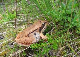 Exposure to common herbicide could threaten global amphibian population