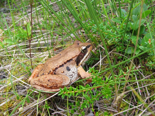 Study backs up theory that warming, pollution combine to hurt Alaska's wood frogs
