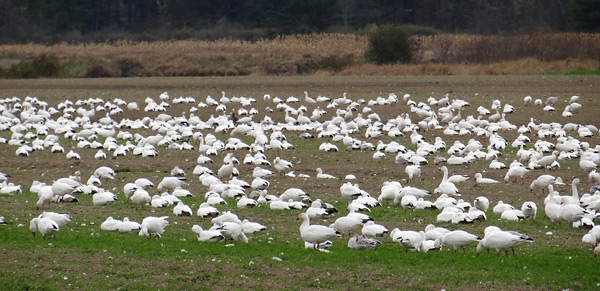snow-geese-worley-600