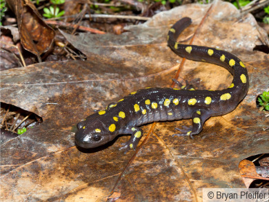 spotted-salamander-800x600