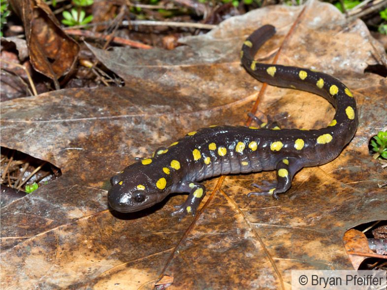 spotted salamander on leaf cover