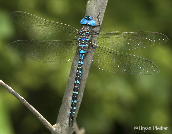 Spatterdock Darner (Rionaeschna mutata), a rare dragonfly discovered at a new site through VAL.