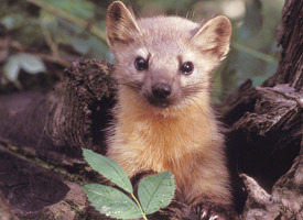Marten Population Continues to Expand in Vermont