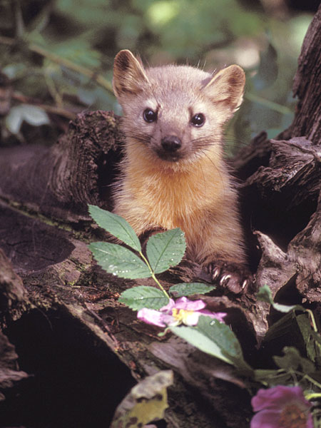 Marten have begun to reestablish in Vermont after being absent from the state for nearly a century. Photo courtesy of U.S. Fish & Wildlife Service.