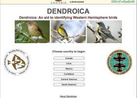 Birding for Science: Dendroica