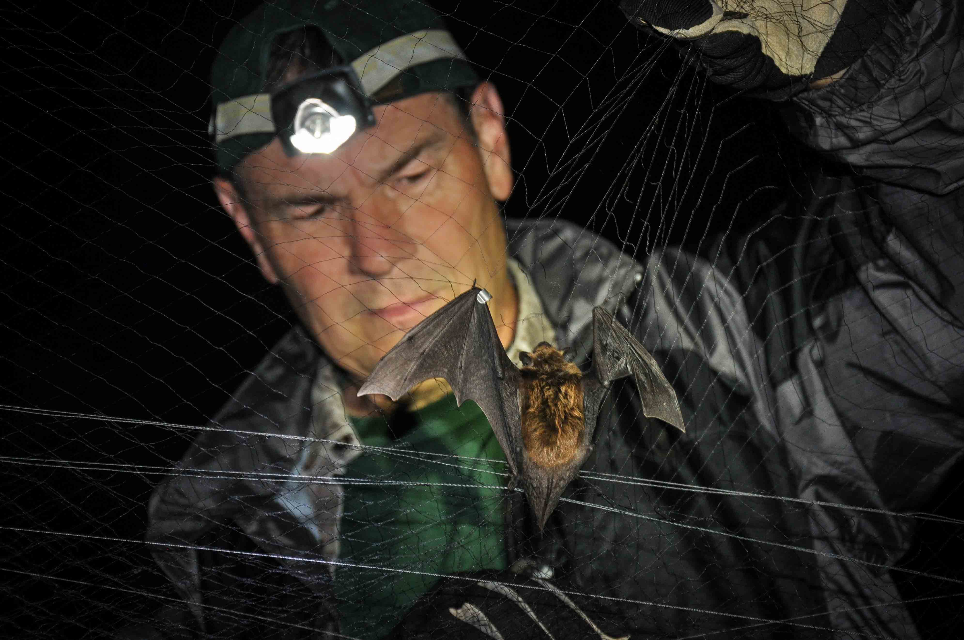 Fish & Wildlife Department biologist Scott Darling surveys a big brown bat captured in a mist net.  White-nose syndrome has caused the severe decline of several species of cave-roosting bats in Vermont since the disease first hit Vermont in 2008.  Photo by Tom Rogers, Vermont Fish & Wildlife Department. 