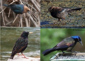 Blackbird Backlash- Going Beyond Conserving the Cute and Cuddly