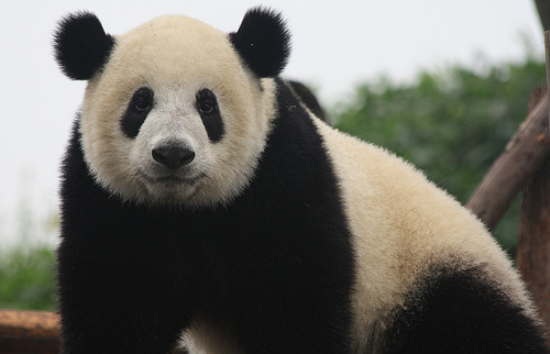 Giant Panda Guido da Rozze Flickr