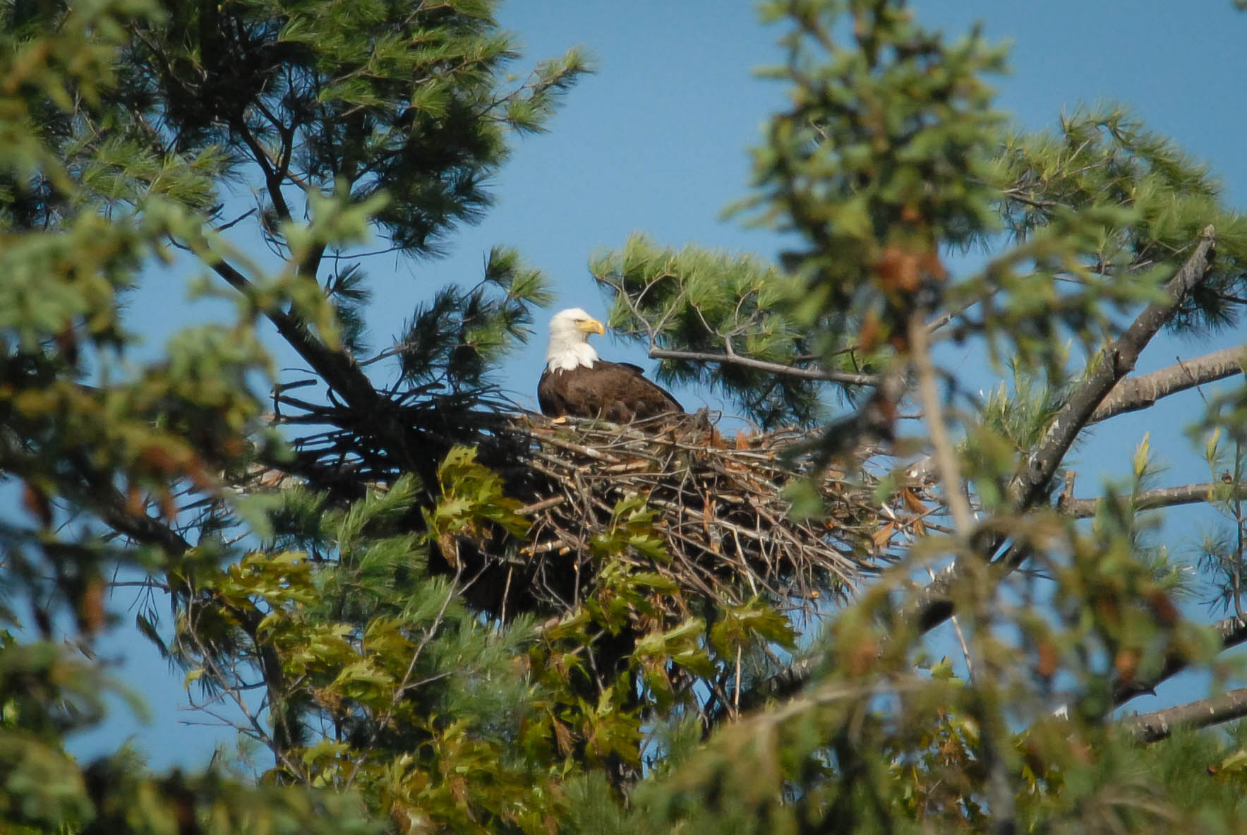 As bald eagle nests become more common in Vermont, the Fish & Wildlife Department is asking bird-watchers to enjoy the birds from a safe distance to avoid disturbing them. Photo by John Hall, Vermont Fish & Wildlife Department.