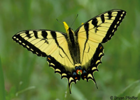 Butterflies Meet Big Data and Social Media
