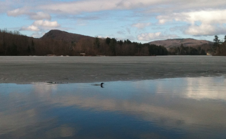 Loon waiting for ice-out on Lake Eden