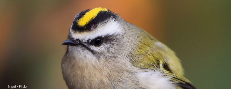 Outdoor Radio: Kinglets in the Cold