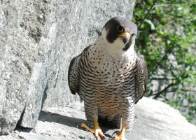 Cliff Tops and Overlooks Closed to Protect Nesting Falcons