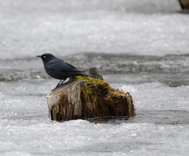Rusty Blackbirds are associated with shallow water throughout their life cycle, and these wetlands face a myriad of threats, from agricultural conversion to drying from climate change. / © Keith Williams