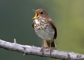 Bicknell's Thrush and the Endangered Species Act