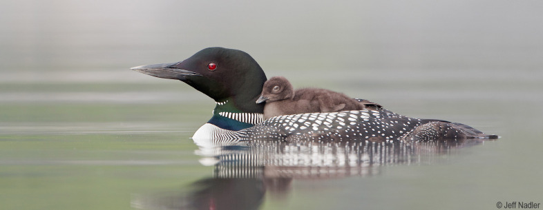 Vermont Common Loons: The Limits of Success?