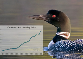 The Natural and UnNatural Life of Loons