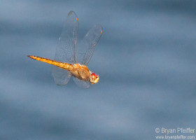 Outdoor Radio: Dragonflies on the Move