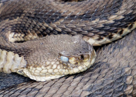 Outdoor Radio: In Search of the Endangered Timber Rattlesnake