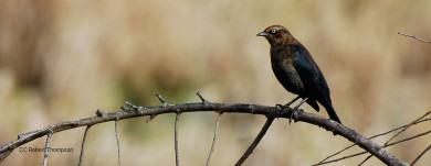rusty-blackbird-1800