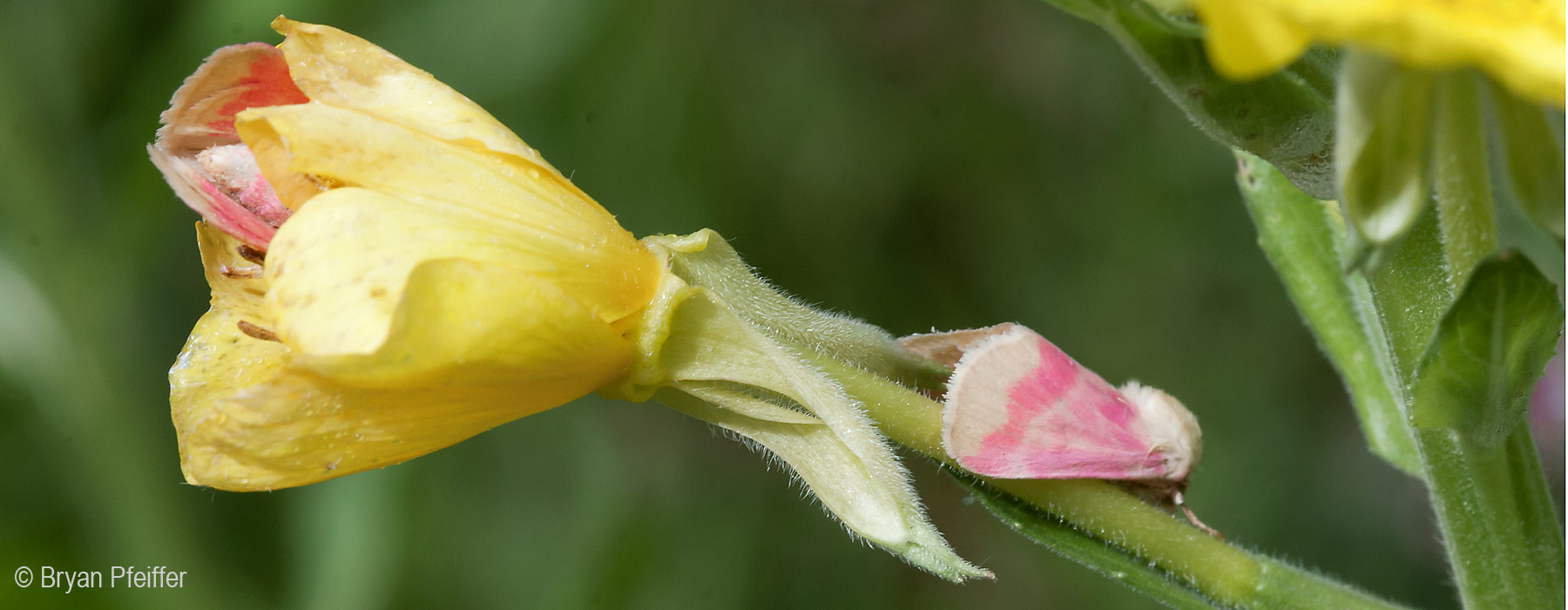 Primrose Moths in and on their favorite flower. © Bryan Pfeiffer