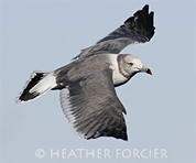 A very rare Black-tailed Gull found in Vermont.