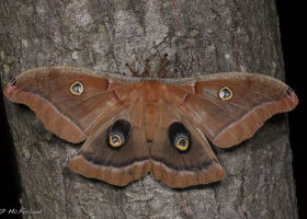 eye spots on moth