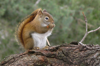 Red Squirrels are common avian nest predators; Mountain Birdwatch tracks bird and predator population cycles. © Gilles Gonthier