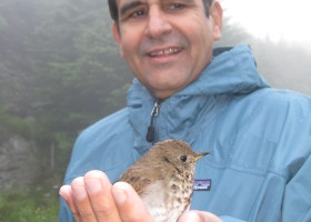 Releasing a banded thrush