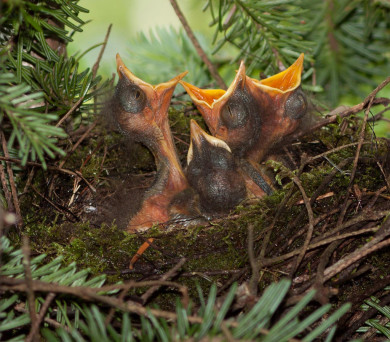 Bicknell's Thrush nestlings / © K.P. McFarland