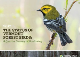 New VCE Study Reveals Decline in Vermont Forest Birds