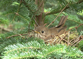 Saving a Rare Songbird – Hemispheric Conservation Action Plan for Bicknell’s Thrush Updated