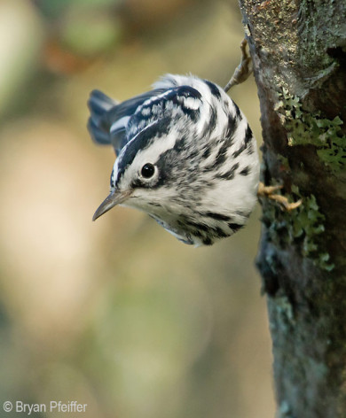 black-and-white-warbler-600x727