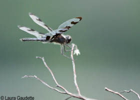 A New Vermont Dragonfly