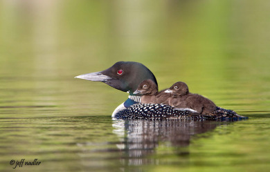 loon-two-chicks-nadler