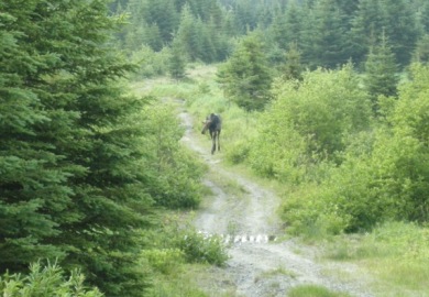 Many of Maine's routes offer a unique opportunity to hike along old logging roads to reach some of Maine's wildest places. Here, in the Caribou Pond region, volunteers may encounter more moose than people. © Kirk Betts