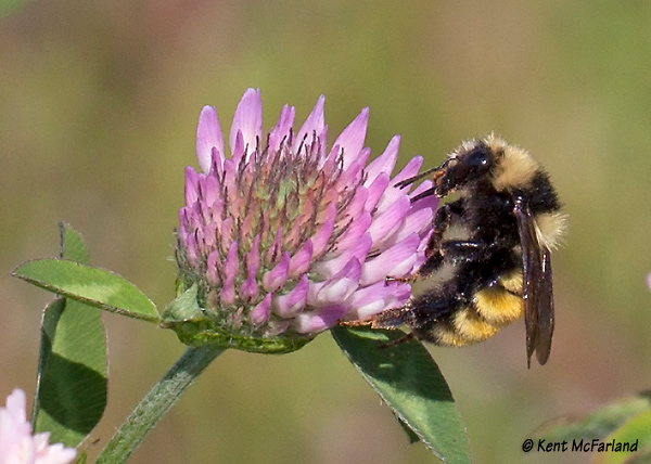 Northern Amber Bumble Bee necting Red Clover. / © K.P. McFarland