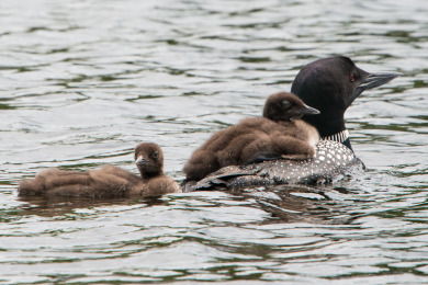 Loon family on Wantastiquet Pond in Weston, VT.  Photo by Joanne Bridges