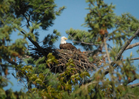 Loons Post Record Year for Nesting Success, Bald Eagle Nesting Down