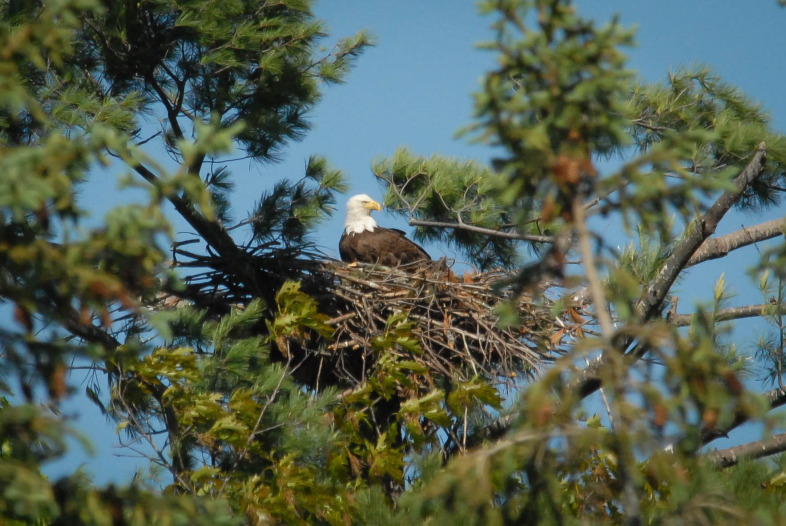 Nesting Bald Eagle. Photo by John Hall.